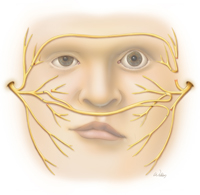 illustration of facial nerves