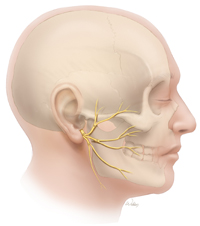 Reconstruction with Nerve Grafts – Facial Paralysis Doctor in Texas