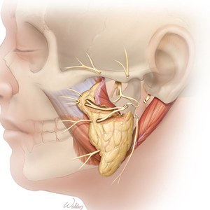Cross Face Nerve Graft